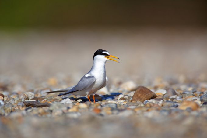 Nearly extinct Little Tern (Sterna albifrons), © by Goran Safarek