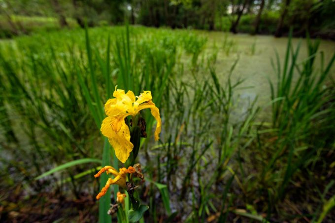 Iris along the Mura River, © by Goran Safarek