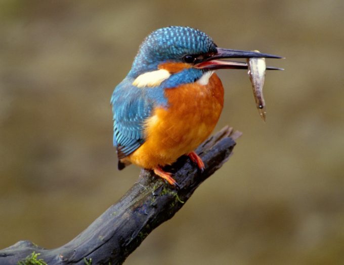 Kingfisher, © by R.Hoelzl4nature