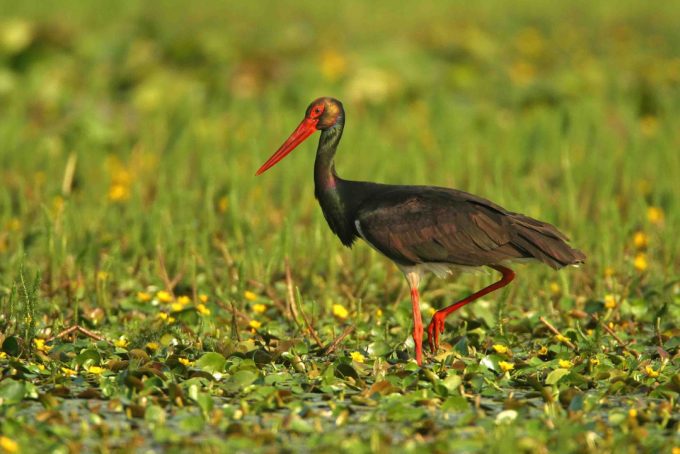 Black Stork in the wetlands, © by Mario Romulic & Drazen Stojcic, www.romulic.com