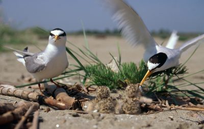 Nearly extinct little tern is threatened by river engineering due to loss of habitat, © by Roberto Sauli, www.ilsalesullacoda.it