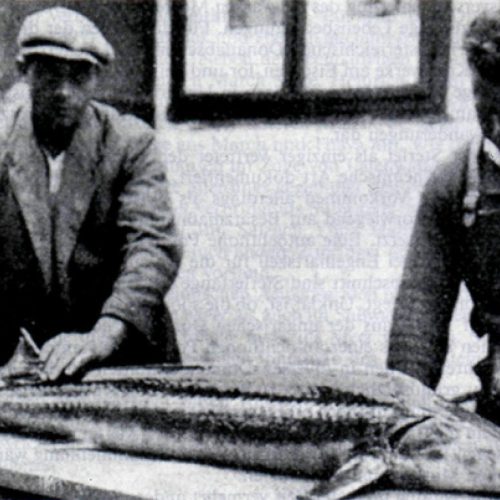 Glattdick aus 1936, © by www.recordfische.at