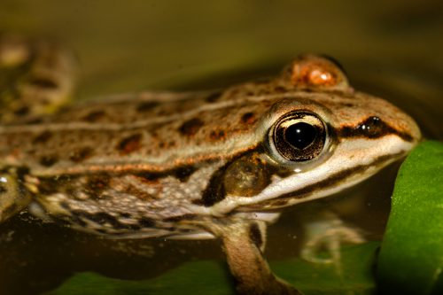 Frog, © by Goran Šafarek