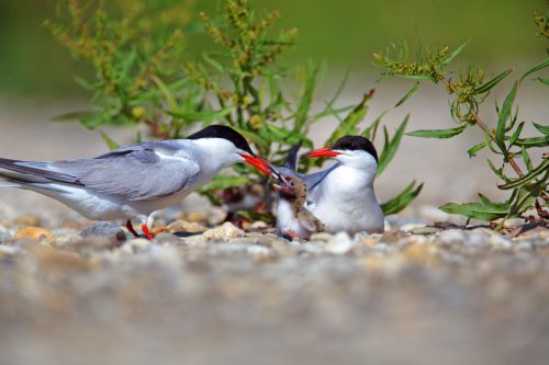 Common tern feeding young, © by Goran Safarek