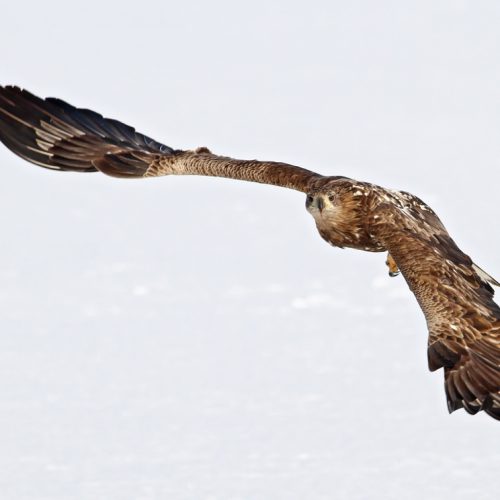 white-tailed eagle, © by Danilo Djerkovic