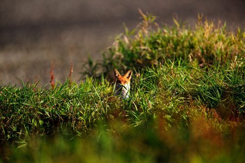Fox, © by Goran Šafarek