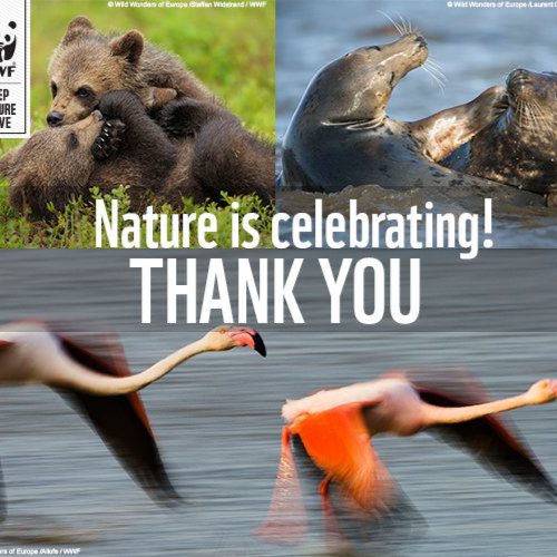 Nature is celebrating - thank you, © by WWF
