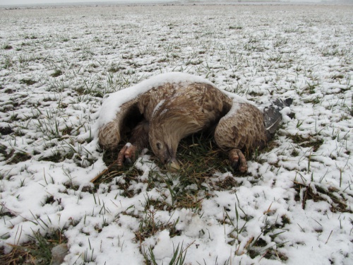 "Dead eagle - covered in snow", © by Nikola Danilovic