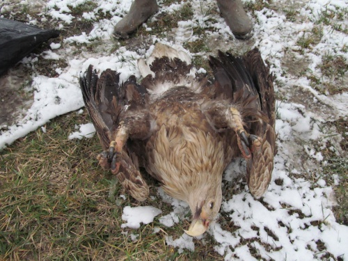 Perished white-tailed eagle, © by Nikola Danilovic