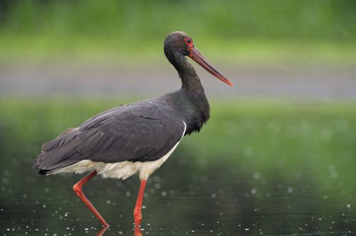 Black Stork, © by Wild Wonders of Europe Dieter Damschen