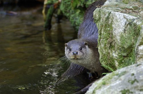 Fish otter, © by H Orsanic
