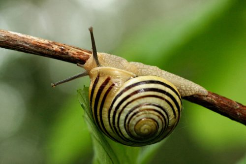 Snail, © by Goran Šafarek