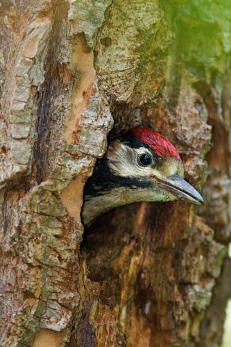 Woodpecker, © by Goran Šafarek