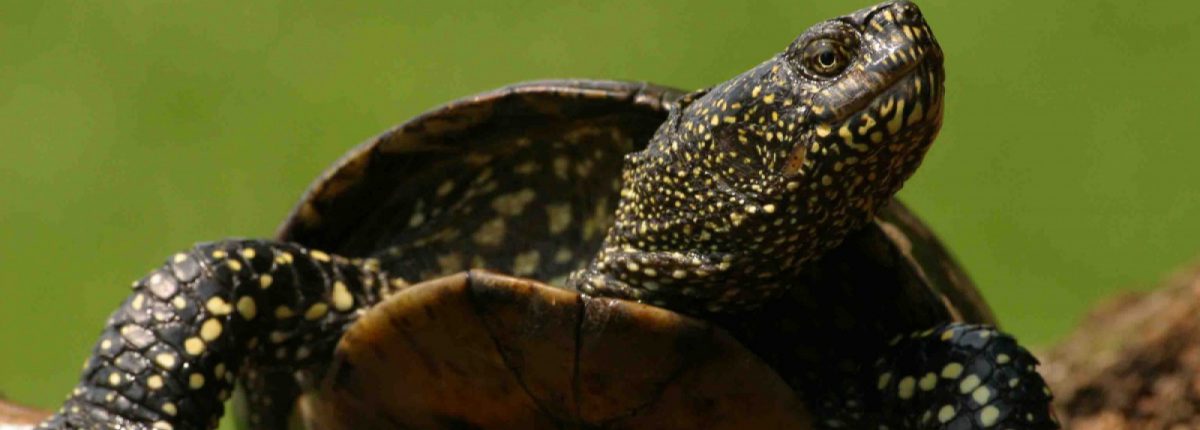 Euopean pond turtle, "Kopački Rit" Nature Park (HR), © by Mario Romulic & Drazen Stojcic, www.romulic.com