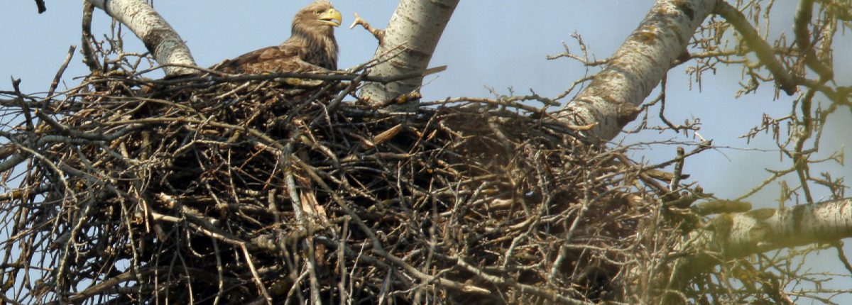 White-tailed eagle in nest, © by Mario Romulic