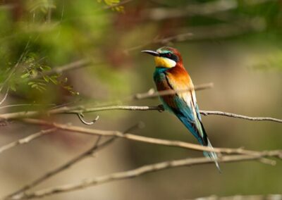 Bee-eater