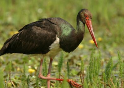 Black Stork