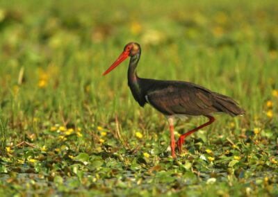 Black Stork in the wetlands