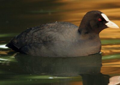 Croatia Baranja Kopacki rit Nature park Birds Coot 0005