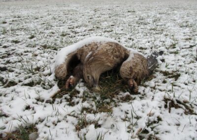 "Dead eagle - covered in snow"