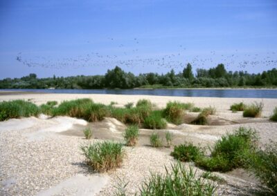 Drava
