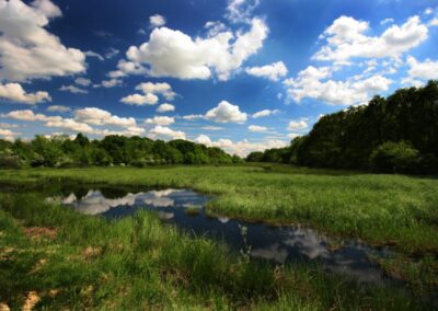 Floodplains in Gornje Podunavlje Nature Reserve