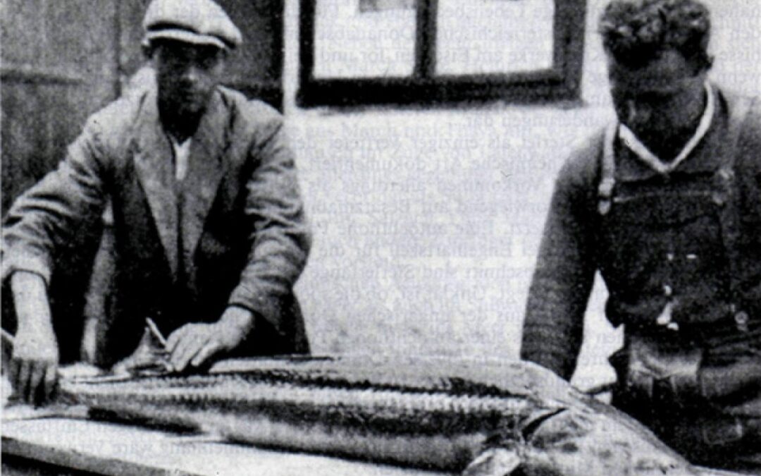 In search of the “Phantom Sturgeon”
