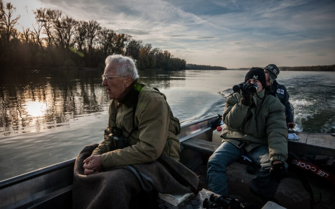 International Winter Census: “Amazon of Europe” hosts highest density of White-tailed Eagles in the Danube region