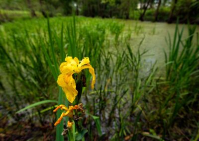 Iris along the Mura River
