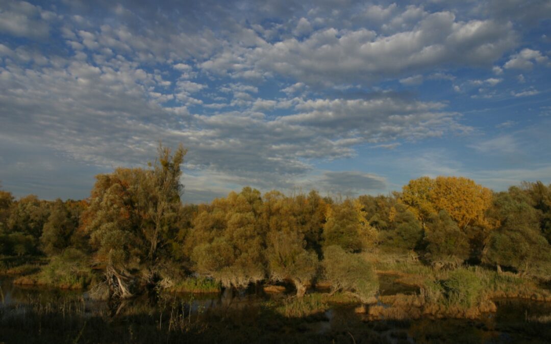 Habitat survey Old Drava