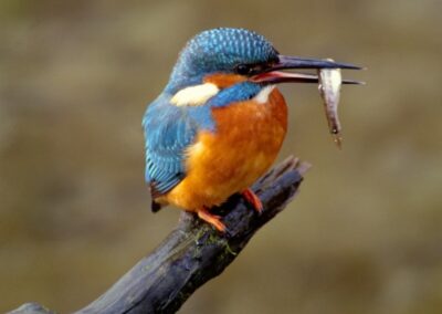 Kingfisher