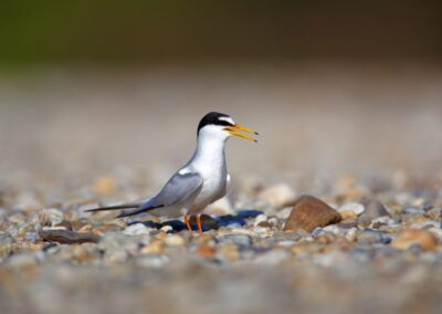 Nearly extinct Little Tern (Sterna albifrons)