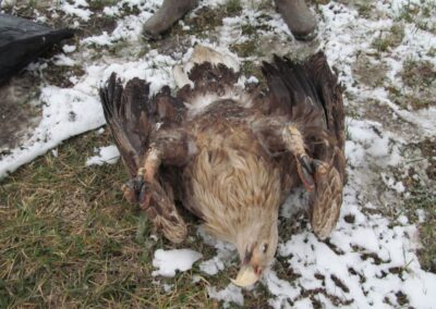 Perished white-tailed eagle