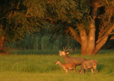 Red deer