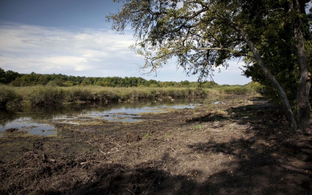 WWF and Vojvodinašume continue partnership to restore Serbian wetlands
