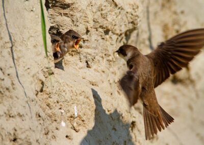Sand Martin