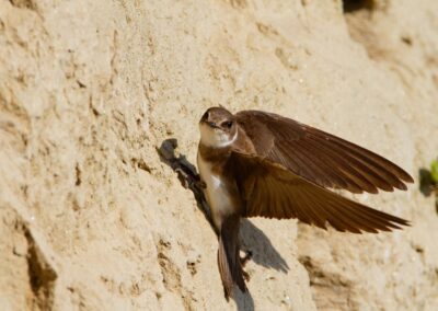 Sand Martin