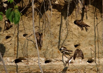 Sand Martin