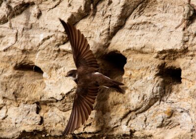 Sand Martin