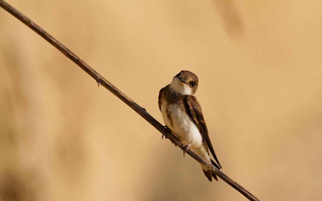 The sand martin