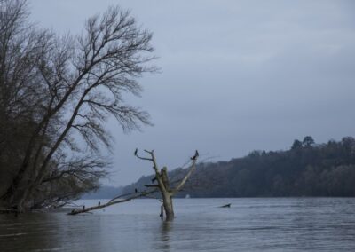 Serbian Danube