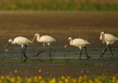 Spoonbills