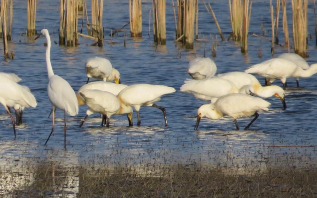 First spoonbills arrived in the “Amazon of Europe”
