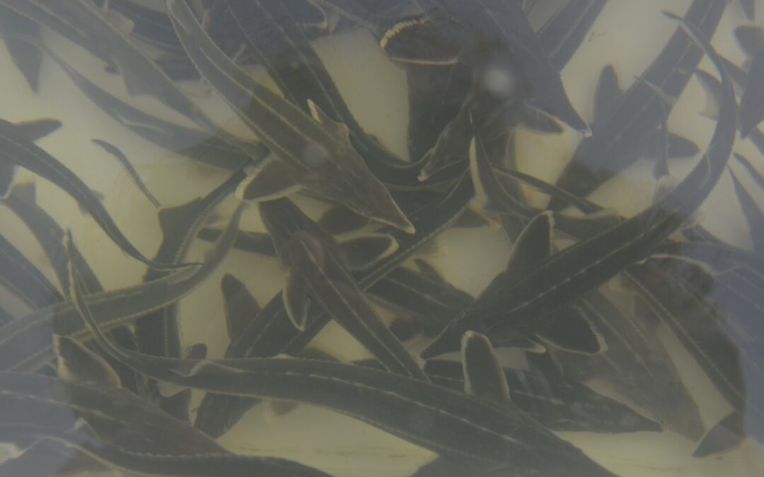 Little sturgeons are hatching!