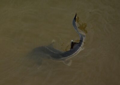 Submerging sterlet