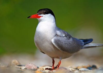 Tern