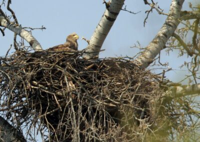 White-tailed eagle in nest