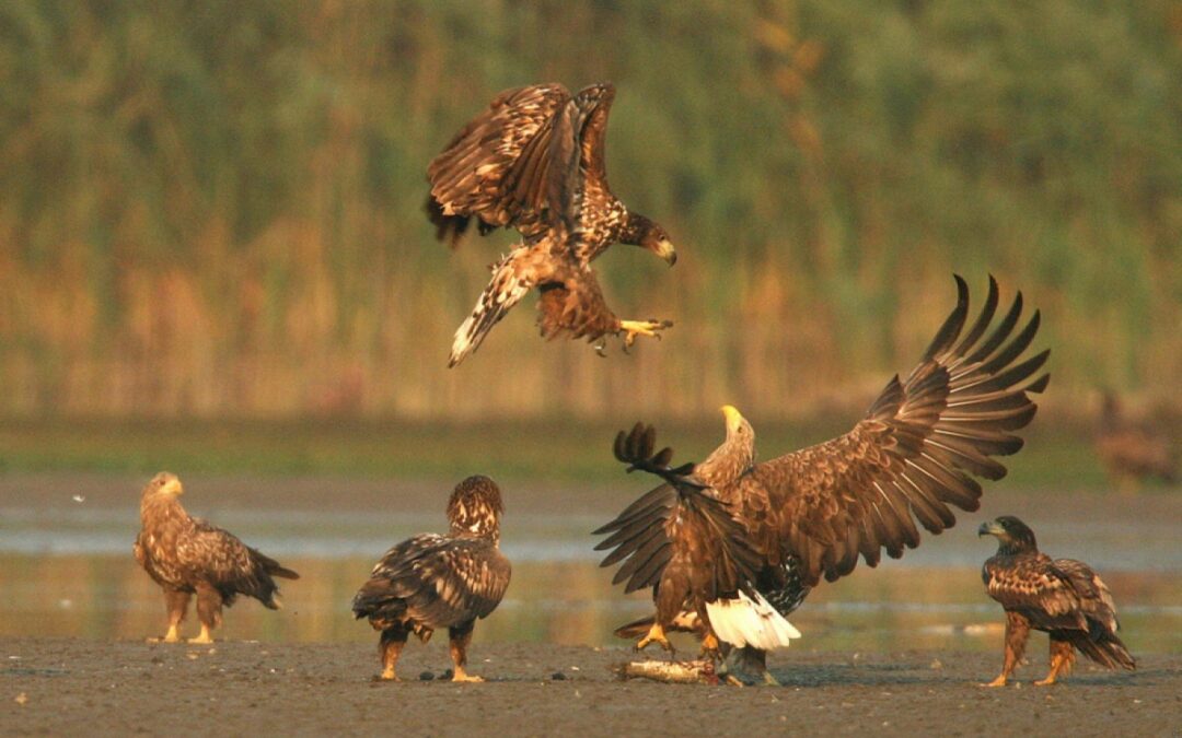 Kick-off “White-tailed Eagle Campaign”