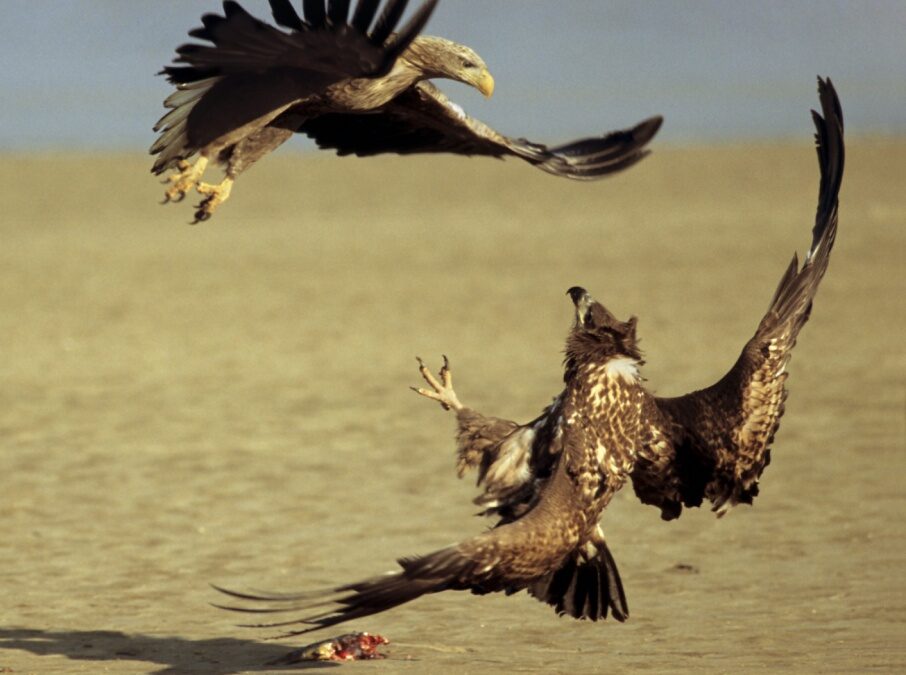 First international winter census along the whole Danube River: 750 White-tailed Eagle were spotted on January 12th by 300 counters!