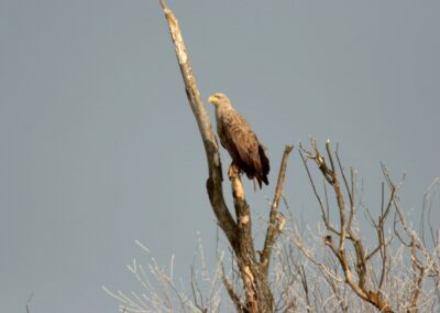 White tailed eagle perched